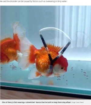 逆さまに泳ぐ金魚が 車椅子 で寿命延びる 韓国 動画あり ニコニコニュース