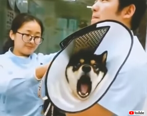 ムンクの叫びならぬ柴犬の叫び 注射を打たれたときの絶望感が半端ない柴犬 ニコニコニュース ムンクの叫びならぬ柴犬の叫び 注射を打たれたときの絶望感が半端ない柴犬 ニコニコニュース