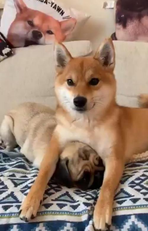 柴犬がパグをはさんだ結果 ますますぺちゃんこに 困り顔マックス ニコニコニュース