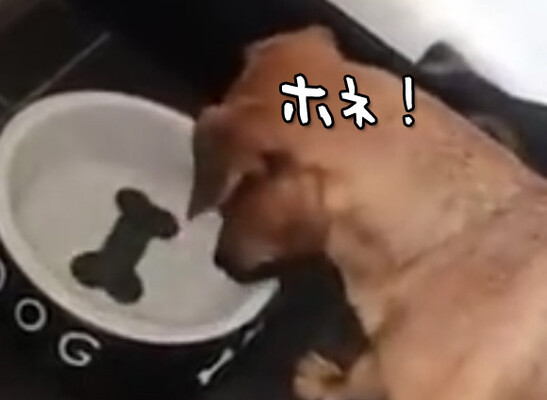 犬に骨の絵がついたお皿を与えることは残酷であることがわかる映像 ニコニコニュース