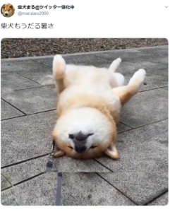 柴犬もついヘソ天 早朝の石畳がヒンヤリ気持ちよくてゴロンゴロン ニコニコニュース 柴犬もついヘソ天 早朝の石畳がヒンヤリ気持ちよくてゴロンゴロン ニコニコニュース
