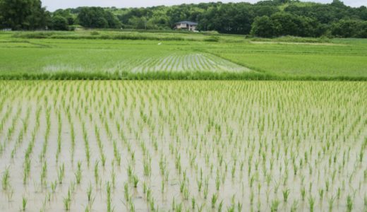 台風時 田んぼの様子見に行く 農家が続出する本当の理由が闇過ぎると話題に ニコニコニュース 台風時 田んぼの様子見に行く 農家が続出する本当の理由が闇過ぎると話題に ニコニコニュース