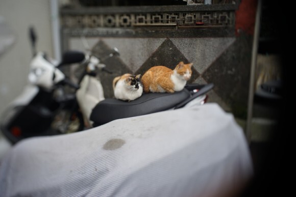 地震 その時猫は 台湾で地震が発生した時の猫たちの様子を記録した監視カメラ映像 ニコニコニュース