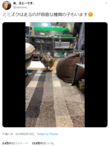 まっすぐに駆け付けてくるミミズクさんが可愛い てってってって ボスッ ニコニコニュース まっすぐに駆け付けてくるミミズクさんが可愛い てってってって ボスッ ニコニコニュース