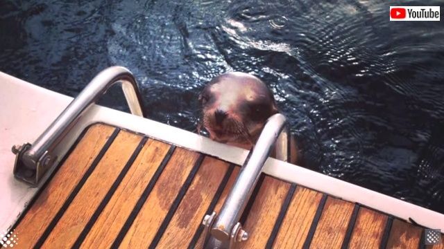 ニンゲンさん お願いなんとかして 助けを求めてボートにまっしぐら なアシカの子供 ニコニコニュース