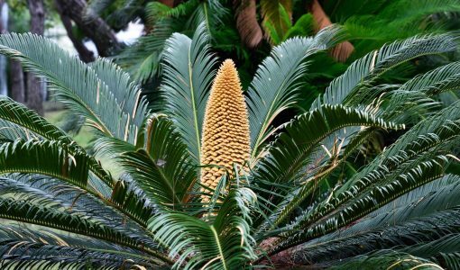 地球ヤバイ 6000万年ぶりに ソテツ の雄花 雌花が開花してしまう ニコニコニュース 地球ヤバイ 6000万年ぶりに ソテツ の雄花 雌花が開花してしまう ニコニコニュース