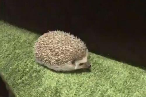 ハリネズミがてくてくした結果 ゴマ饅頭が動いている かわいいいいいい ニコニコニュース ハリネズミがてくてくした結果 ゴマ饅頭が動いている かわいいいいいい ニコニコニュース