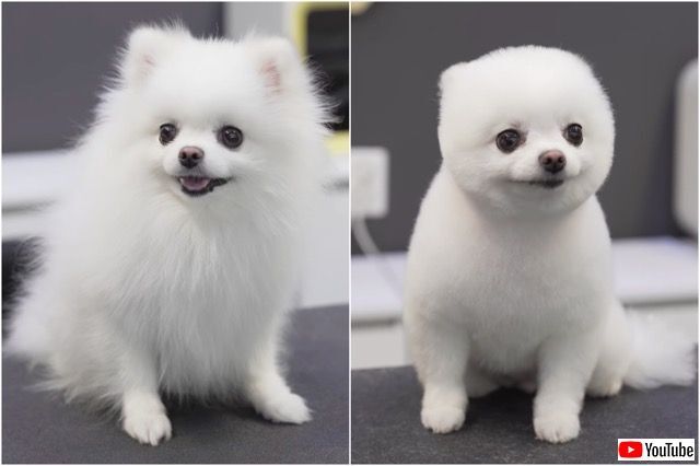 生きているぬいぐるみ爆誕の瞬間 ふわふわポメラニアンのヘアカット ビフォー アフターを観た海外の反応 ニコニコニュース 生きているぬいぐるみ爆誕の瞬間 ふわふわポメラニアンのヘアカット ビフォー アフターを観た海外の反応 ニコニコニュース