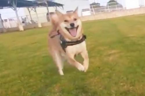 柴犬が嬉しそうな表情をして走る動画に 見てるこっちまで嬉しくなる めっちゃ笑顔じゃん 共感多数 ニコニコニュース