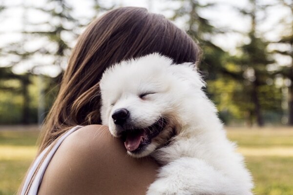 モテ期到来 たくさんの子犬の夢が暗示するもの ニコニコニュース