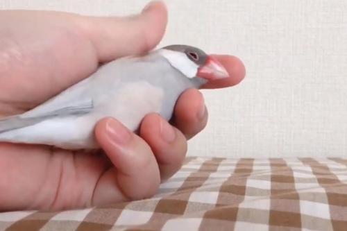 文鳥を握る動画がネットで反響 寿司の手つき 尊い ニコニコニュース