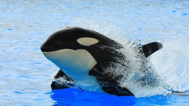 水族館でシャチを愛でよう 大迫力のショーにびっくり感激 ニコニコニュース