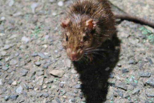 戦慄 クマネズミが急増中 ネズミ駆除業者 に話を聞いてみた ニコニコニュース 戦慄 クマネズミが急増中 ネズミ駆除業者 に話を聞いてみた ニコニコニュース
