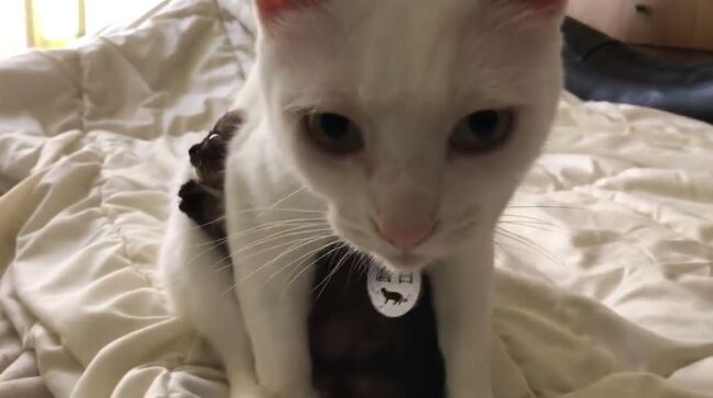 子猫ちゃん 居間へのデビューで先住猫から 熱烈歓迎 を受ける ニコニコニュース