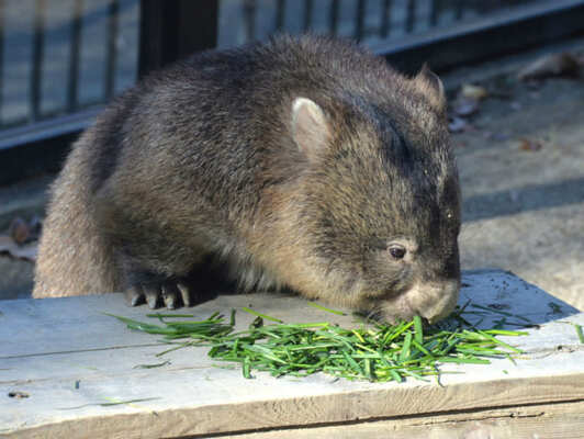 豪固有種ウォンバットが体調不良 動物も人間同様 うつ病 になる サインや治療は ニコニコニュース