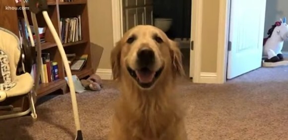 愛犬を連れて車で旅行していた一家が食事中に犬を盗まれる 地元メディアの協力を経て犬を所在が明らかに アメリカ ニコニコニュース 愛犬を連れて車で旅行していた一家が食事中に犬を盗まれる 地元メディアの協力を経て犬を所在が明らかに アメリカ ニコニコニュース