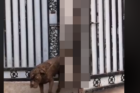 どこいってたの 犬3匹を散歩してきた中国のお父さん 兵馬俑の様な衝撃的な姿で帰還 ニコニコニュース