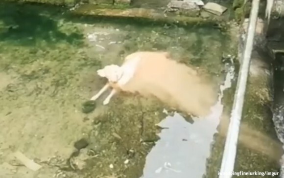 犬の体が水に溶けだしている だと 犬も流動液体なのかもしれない説 ニコニコニュース 犬の体が水に溶けだしている だと 犬も流動液体なのかもしれない説 ニコニコニュース