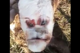 なぜ アルゼンチンで 不機嫌な人間の顔をした子牛 が発見されるも死亡 世界中で物議を醸す ニコニコニュース