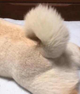 白い柴犬のしっぽが揺れる動画に もこもこ動く感じがたまらんですよね もこもこもこもこ の声 ニコニコニュース