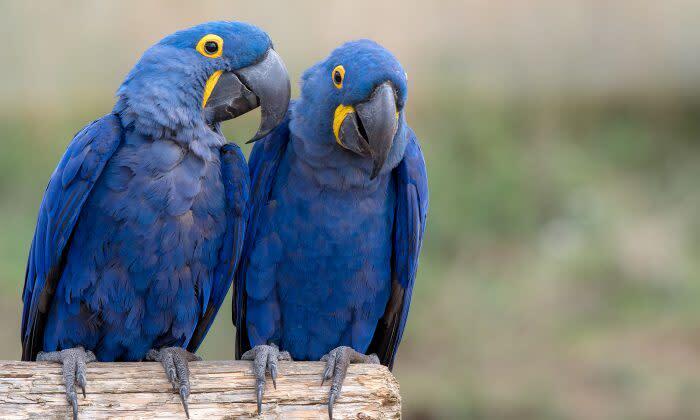 美しいアオコンゴウインコ、絶滅種と発表 | ニコニコニュース