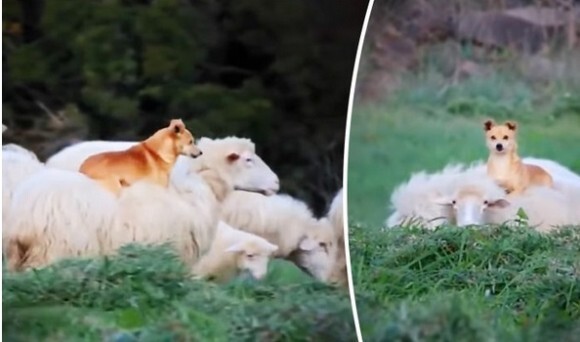 これはらくちん 羊の上に乗ってくつろぐことを覚えてしまった チャッカリ牧羊犬 イタリア ニコニコニュース