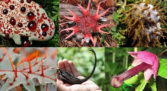圧倒的存在感のある異様な形状をした10の植物 菌類 閲覧注意 ニコニコニュース 圧倒的存在感のある異様な形状をした10の植物 菌類 閲覧注意 ニコニコニュース