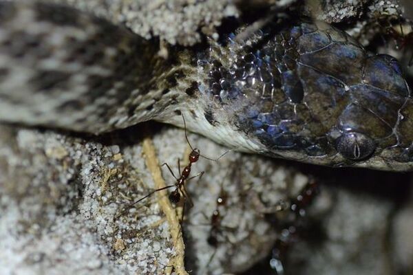 毒ヘビから飼い主の幼い子ども達を守った猫 自ら噛まれて犠牲に 豪 2021年2月17日 エキサイトニュース