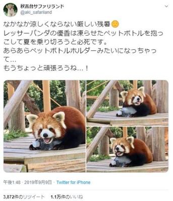 レッサーパンダが凍らせたペットボトルを抱っこする姿に ペットボトルになりたい 商品化希望 の声 ニコニコニュース