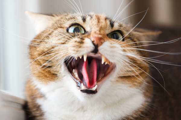 顔や体にタトゥーを彫られた猫 タトゥー狂の飼い主から逃げ出す ニコニコニュース