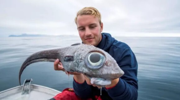 目玉の大きさがすごい 巨大な目を持つエイリアンのような深海魚が釣り上げられる ノルウェー ニコニコニュース 目玉の大きさがすごい 巨大な目を持つエイリアンのような深海魚が釣り上げられる ノルウェー ニコニコニュース