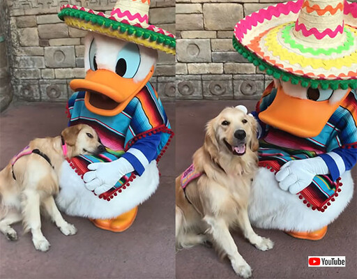 ディズニーランドが大好きな介助犬 ドナルドダックに出会いぴったりと寄り添い 幸せの表情を見せる アメリカ ニコニコニュース
