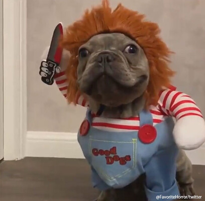出オチだけでは終わらない 殺人人形 チャッキー に扮した犬の迫真の走りが腰を抜かすレベル ニコニコニュース 出オチだけでは終わらない 殺人人形 チャッキー に扮した犬の迫真の走りが腰を抜かすレベル ニコニコニュース