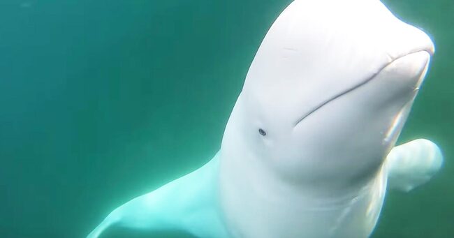 神対応 カメラを水底に落としたら 野生のシロイルカが拾ってきてくれた 一部始終がカメラに録画されていて話題に ニコニコニュース 神対応 カメラを水底に落としたら 野生のシロイルカが拾ってきてくれた 一部始終がカメラに録画されていて話題に ニコニコニュース