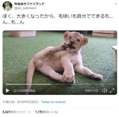 ライオンの赤ちゃんが毛づくろいする姿に ライオンキングのシンバにそっくり 茶色の肉球がたまりません の声 ニコニコニュース