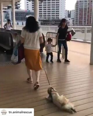 犬を強引に引きずる飼い主の動画が拡散 動物虐待ではないかと問題に ニコニコニュース