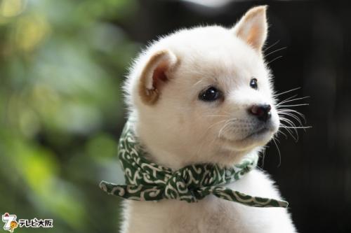 豆助が歴代初の白い柴犬に 二代目和風総本家 二十三代目 豆助が むっちゃ可愛い と話題 ニコニコニュース