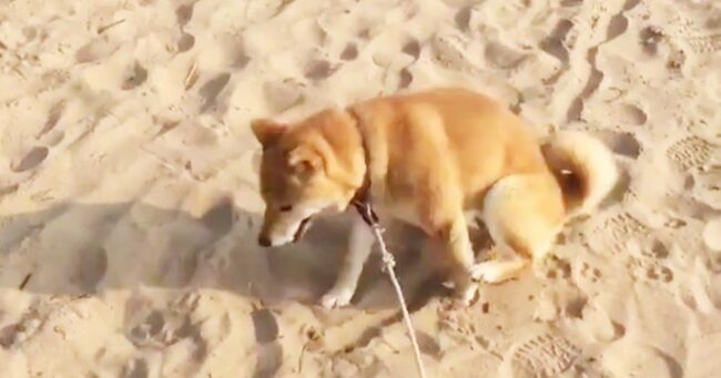 どこ行くのー トイレの後の 砂かけ が下手すぎる犬が可愛いと話題に ニコニコニュース