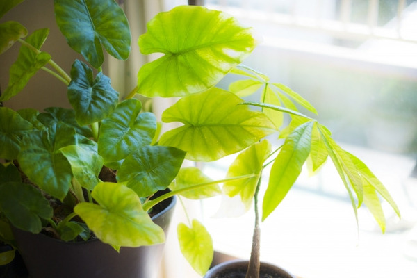 観葉植物につく虫対策どうする 虫がつきにくい種類や室内で使える薬剤も ニコニコニュース