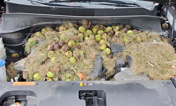 開けてびっくり 車のボンネットの中にリスが大量に食料を備蓄していた件 アメリカ ニコニコニュース 開けてびっくり 車のボンネットの中にリスが大量に食料を備蓄していた件 アメリカ ニコニコニュース