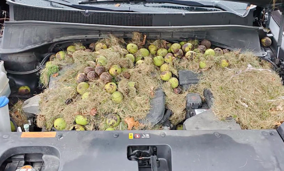 開けてびっくり 車のボンネットの中にリスが大量に食料を備蓄していた件 アメリカ ニコニコニュース