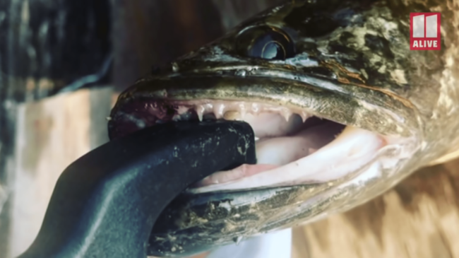 見つけたらすぐに殺して 危険な淡水魚にアメリカも異例の勧告 ニコニコニュース 見つけたらすぐに殺して 危険な淡水魚にアメリカも異例の勧告 ニコニコニュース