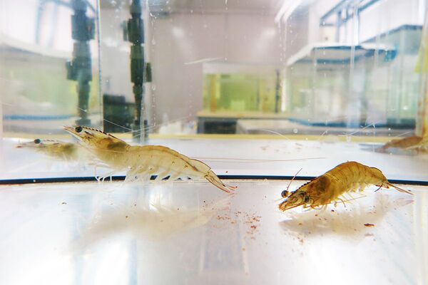 エビに優しい 養殖技術 日本から世界へ ニコニコニュース エビに優しい 養殖技術 日本から世界へ ニコニコニュース