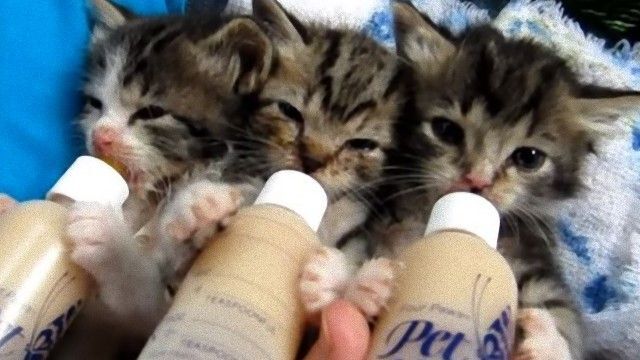 見てよし 聞いて良し 生まれたばかりの子猫 三匹揃ってミルクちゅうちゅう ニコニコニュース