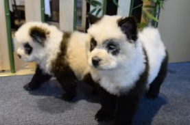 これ犬です チャウチャウの毛を染めてパンダ風に仕立てた中国のペットカフェに批判殺到 ニコニコニュース これ犬です チャウチャウの毛を染めてパンダ風に仕立てた中国のペットカフェに批判殺到 ニコニコニュース
