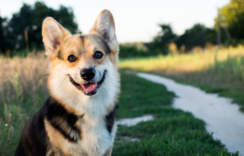 友人の犬を預かったばかりに 4歳児が母親の目の前で襲われ死亡 ニコニコニュース 友人の犬を預かったばかりに 4歳児が母親の目の前で襲われ死亡 ニコニコニュース