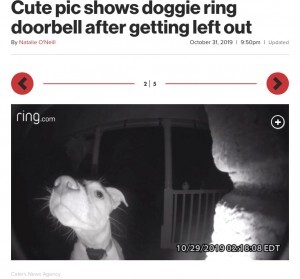 飼い主にうっかり締め出された犬 夜中に帰宅してドアホンを鳴らす 米 動画あり ニコニコニュース