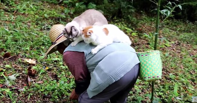 お婆さんの背中に乗って一緒に栗拾いをする2匹の猫が可愛すぎる 猫の幸せそうな表情に注目 ニコニコニュース