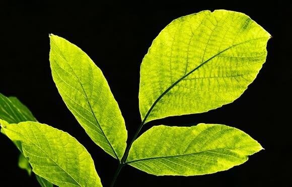 植物の光合成をモデルにした 人工葉 太陽の光で二酸化炭素を酸素に変える技術 ニコニコニュース