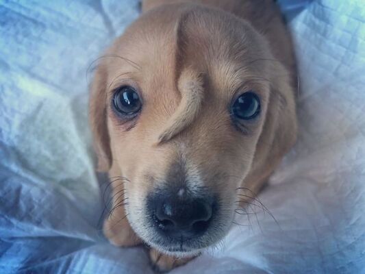 ユニコーン犬 額に しっぽ が生えた子犬が保護される アメリカ ニコニコニュース ユニコーン犬 額に しっぽ が生えた子犬が保護される アメリカ ニコニコニュース